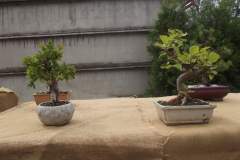 DSCF9265