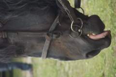 DSCF9373