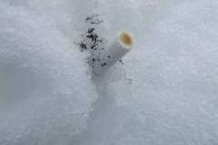 DSCF7556