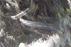 DSCF5013