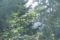 DSCF5082